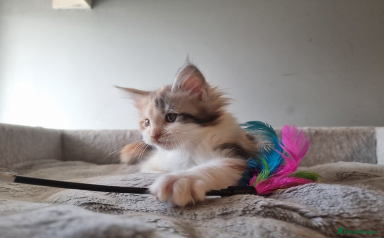 Maine Coon cats - Advert 12