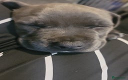 Staffordshire Bull Terrier dogs for sale: Shadow the staff for sale  - Image 6