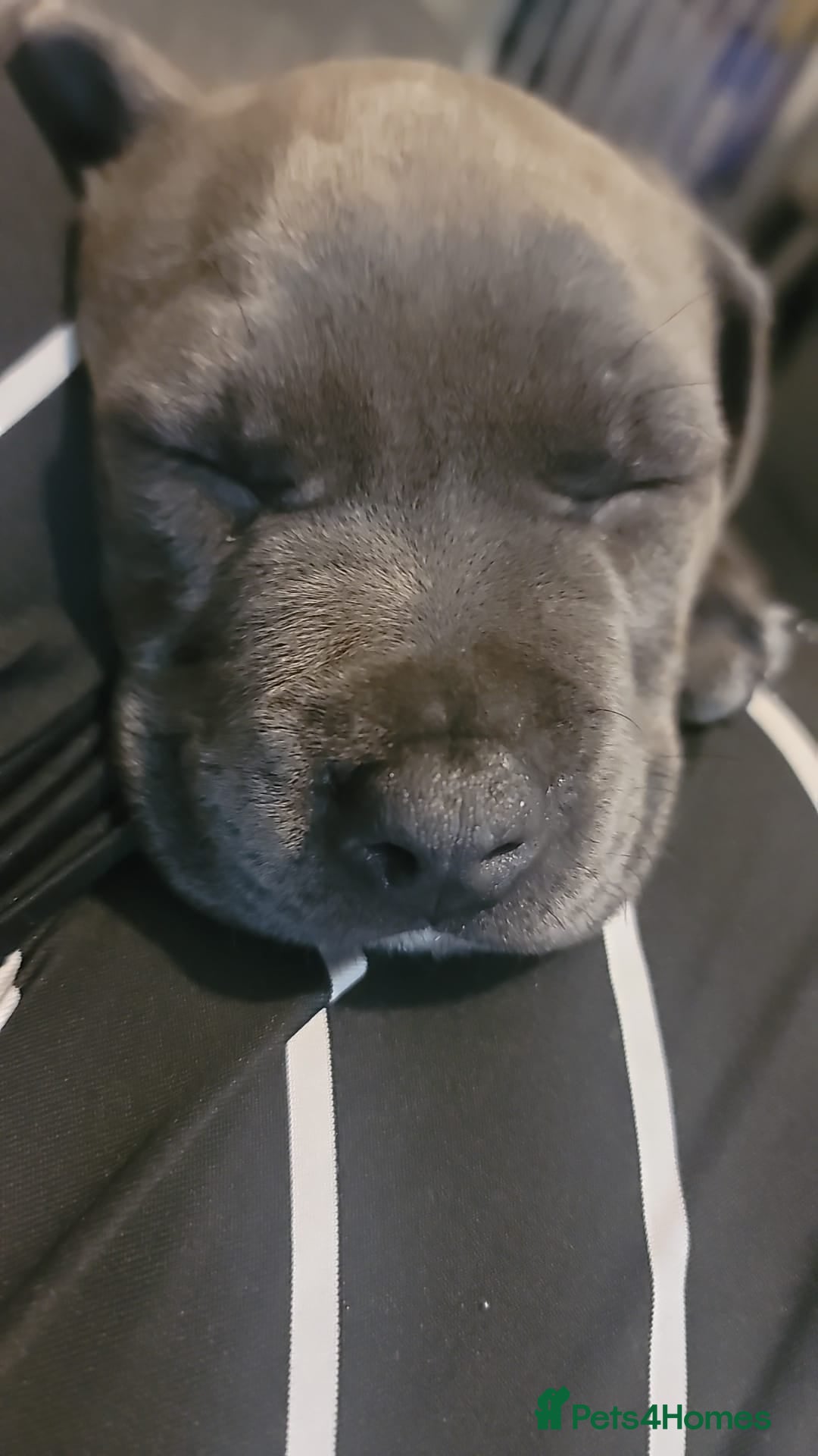 Staffordshire Bull Terrier dogs for sale: Shadow the staff for sale  - Image 6