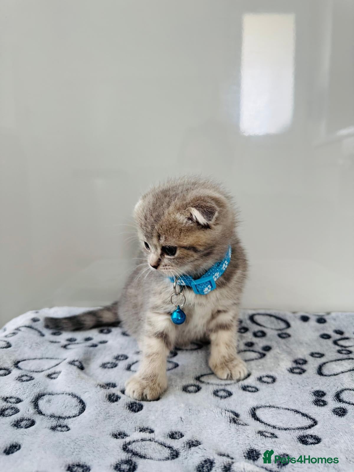 Scottish Fold cats 🐾 ADORABLE FLUFFY SCOTTISH FOLD KITTEN – £695 🐾 - Advert 2