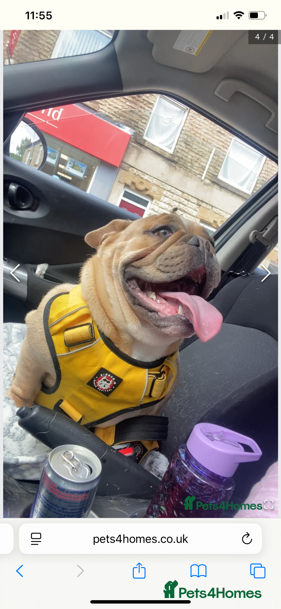 English Bulldog dogs for sale: Female British bulldog  - Image 1