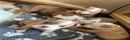 Old Tyme Bulldog dogs for sale: 8 Chunky beautiful Old Tyme Bulldog Puppies  - Advert 8