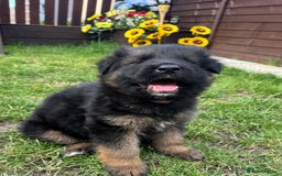 German Longhaired Pointer dogs for sale: PURE German Shepherd Puppy girl - Image 7