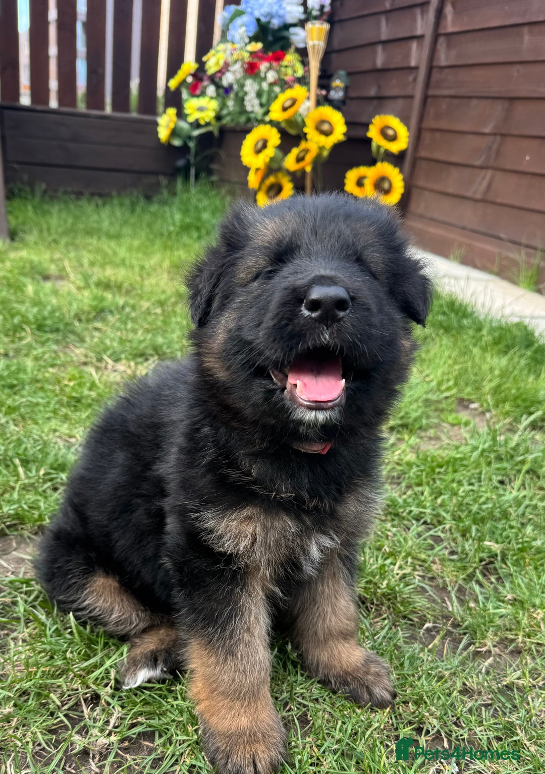 German Longhaired Pointer dogs for sale: PURE German Shepherd Puppy girl - Image 7