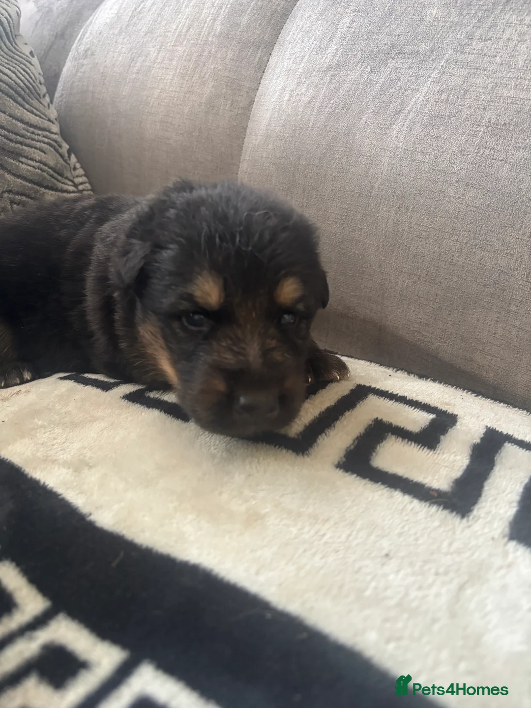 German Shepherd dogs for sale: Long haired German shepherd puppies  - Advert 2