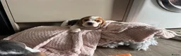 Beagle dogs for sale: Beautiful KC registered beagle puppies - Advert 9