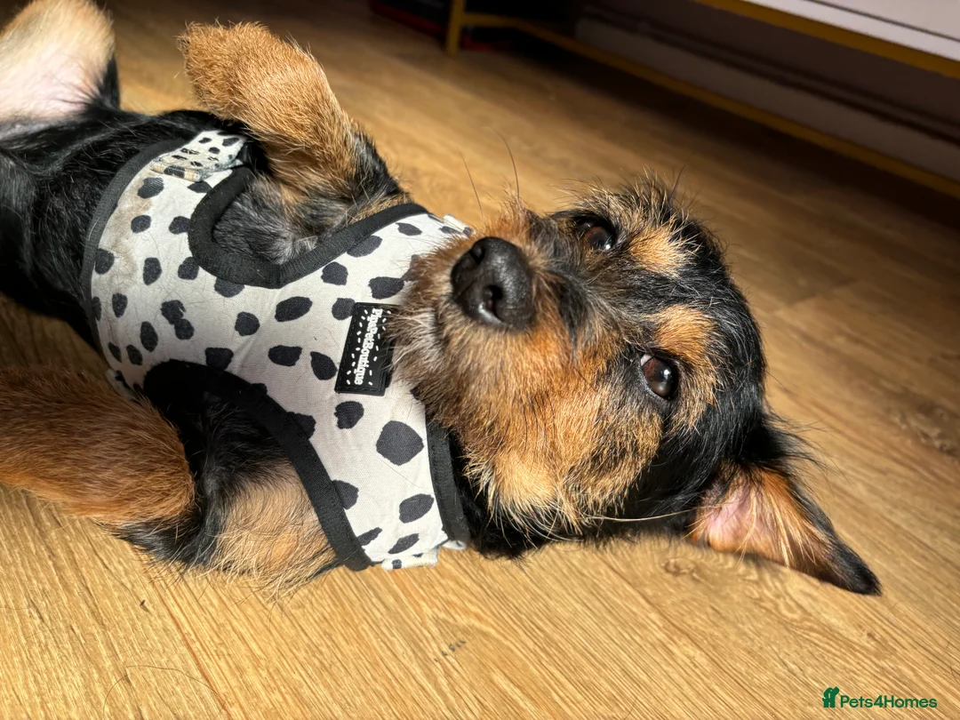 Jackapoo dogs for sale: Gorgeous Jackapoo - Advert 3