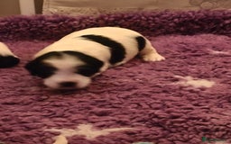 Mixed Breed dogs for sale: Gorgeous Cocker Bassett x Shichon pups  - Image 10