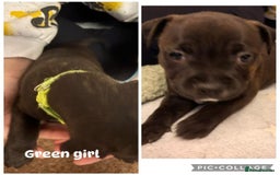 Staffordshire Bull Terrier dogs for sale: Staffordshire Bull Terrier puppies for sale  - Image 4