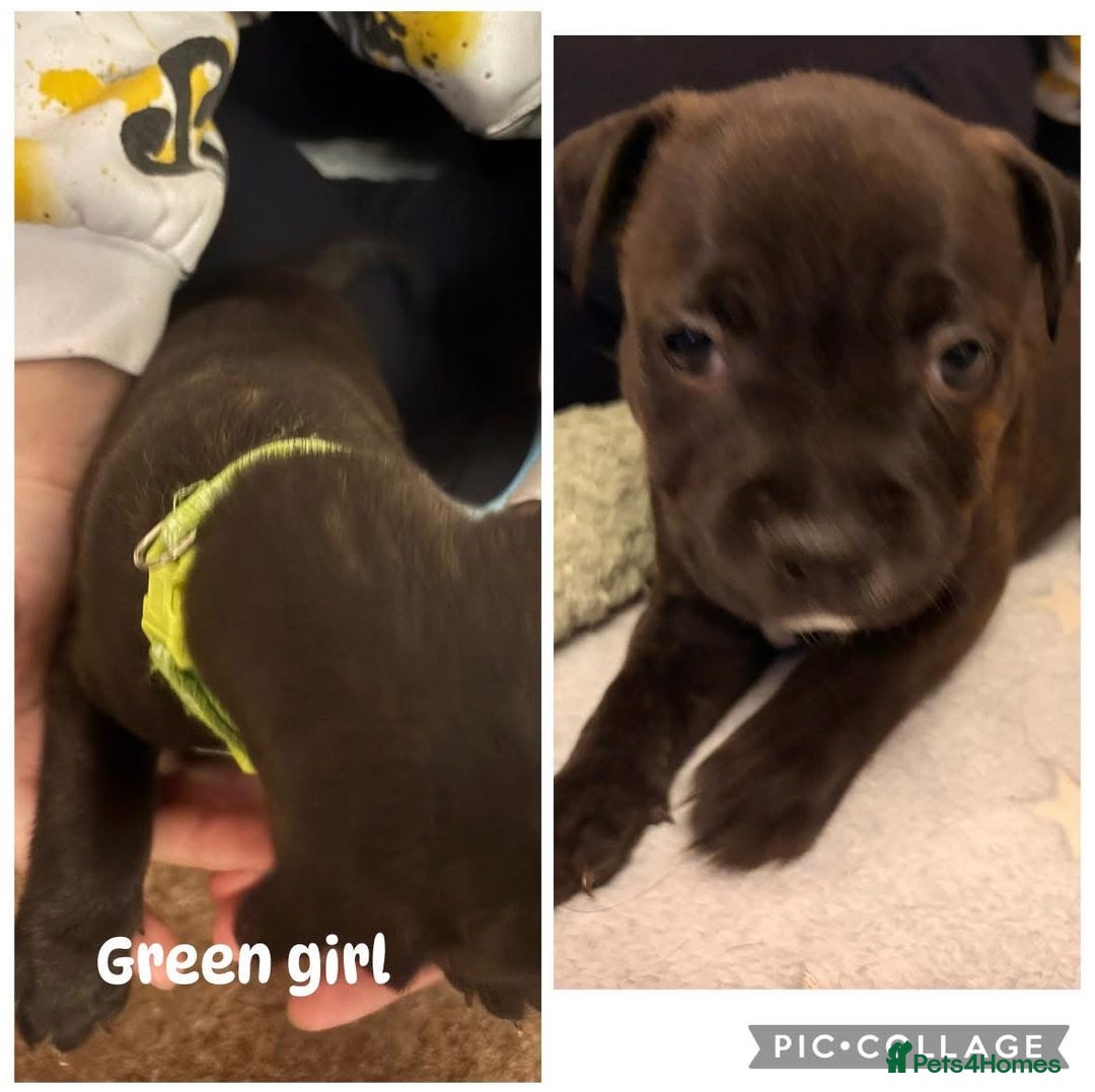 Staffordshire Bull Terrier dogs for sale: Staffordshire Bull Terrier puppies for sale  - Image 4