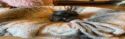 Pomeranian dogs for sale: Stunning KC Teddy Bear Pomeranians - Advert 15