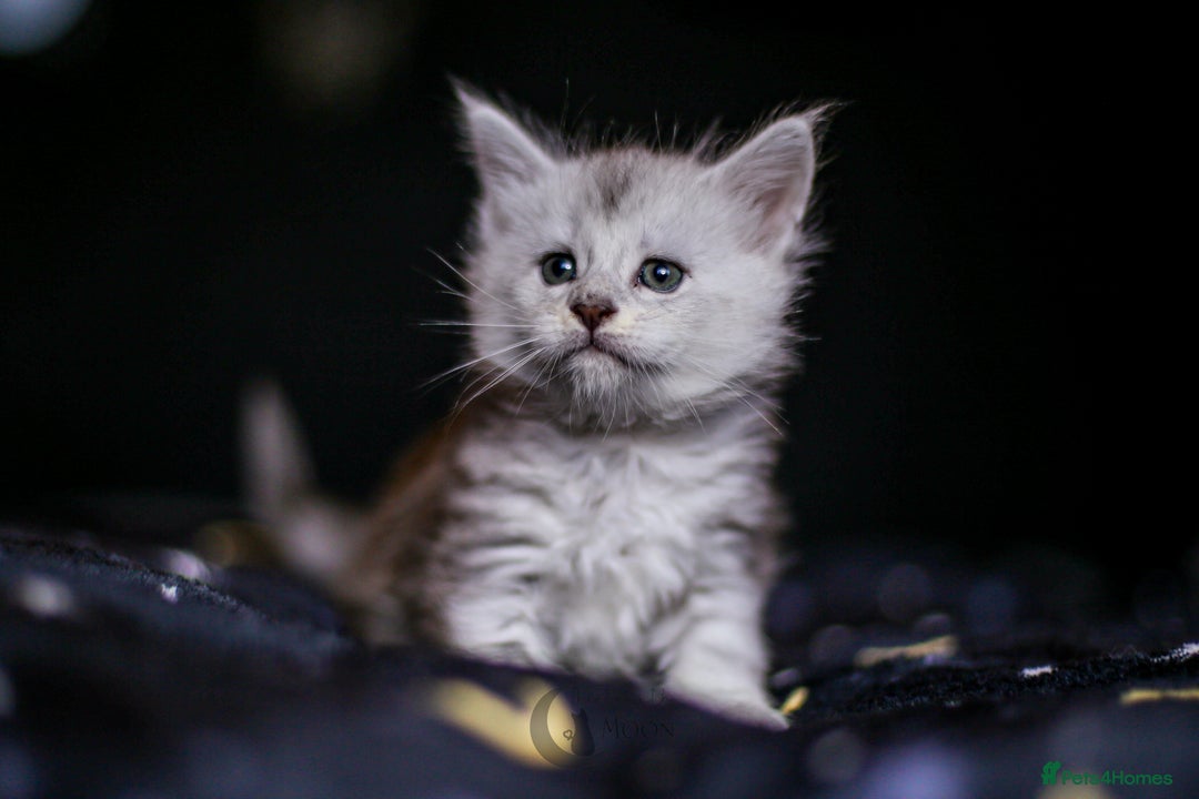 Maine Coon cats for sale: TICA PEDIGREE MAINE COON SHADED KITTENS AVAILABLE - Advert 14