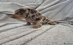Miniature Dachshund dogs for sale: Kc dachshund babies ready next week - Image 3