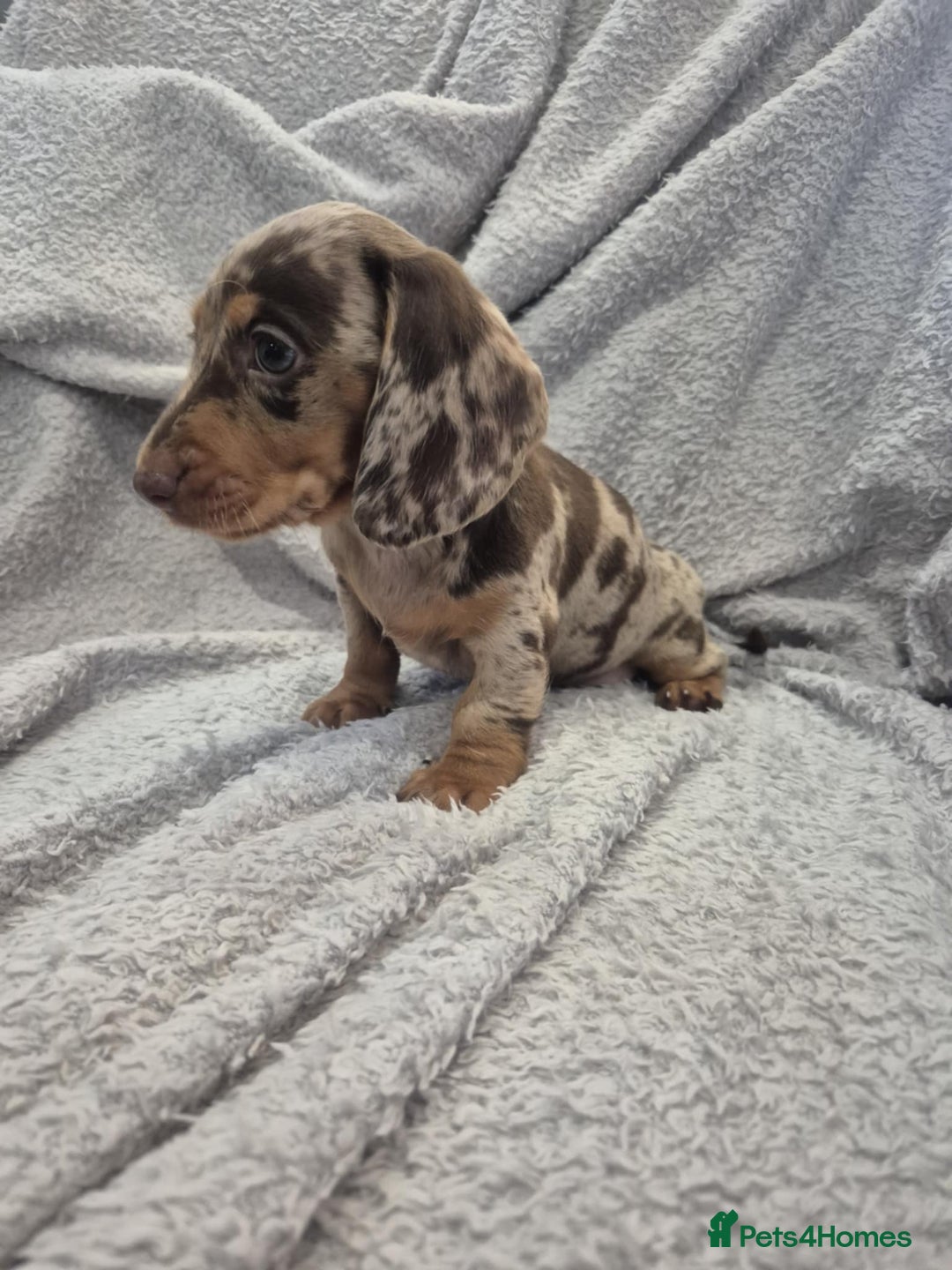 Miniature Dachshund dogs for sale: Kc dachshund babies ready next week - Image 3