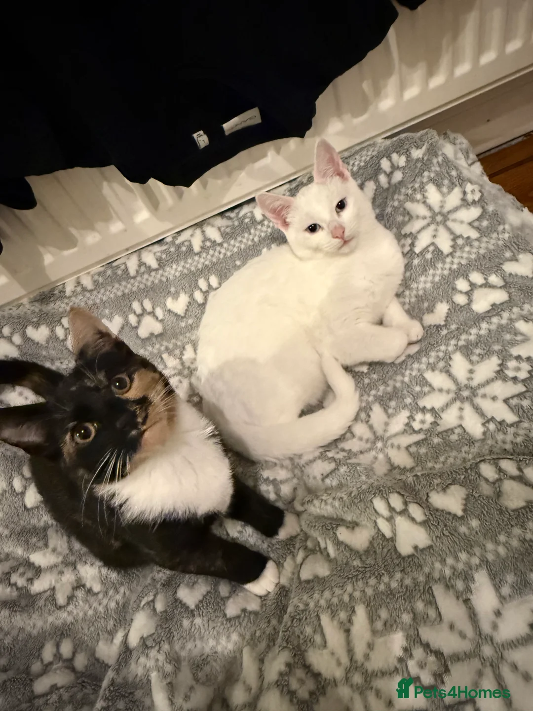 Mixed Breed cats for sale: Two beautiful kittens for sale  - Advert 2