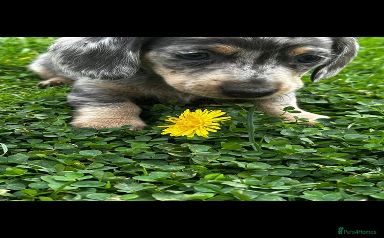 Dachshund dogs - Advert 1