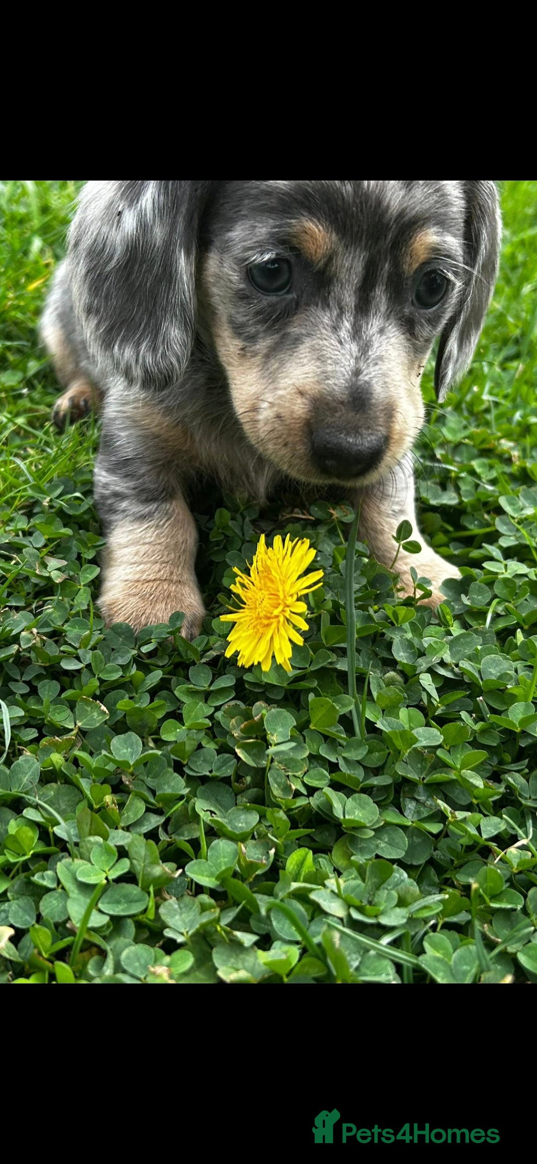 Dachshund dogs for sale: Dachshund puppies  - Image 1