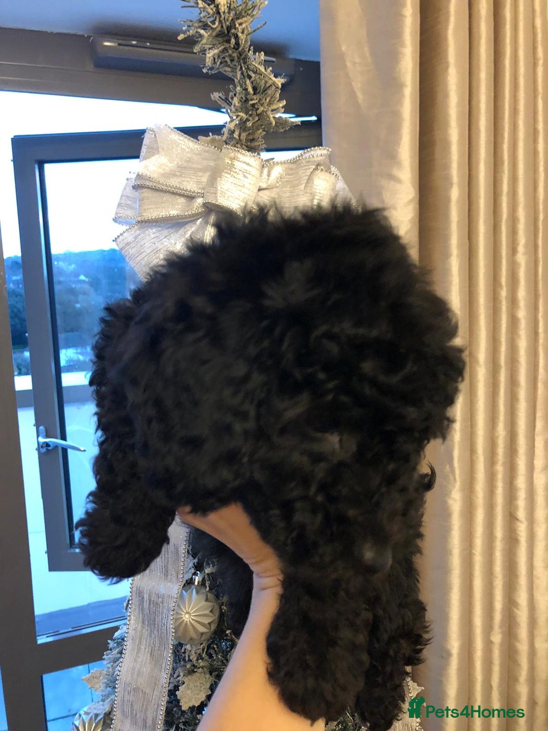 Toy Poodle dogs for sale: 5 toy poodles unique markings  - Advert 20