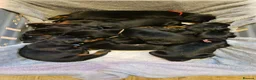 Dobermann dogs for sale: Kc registered Doberman puppies in Rugby - Advert 2