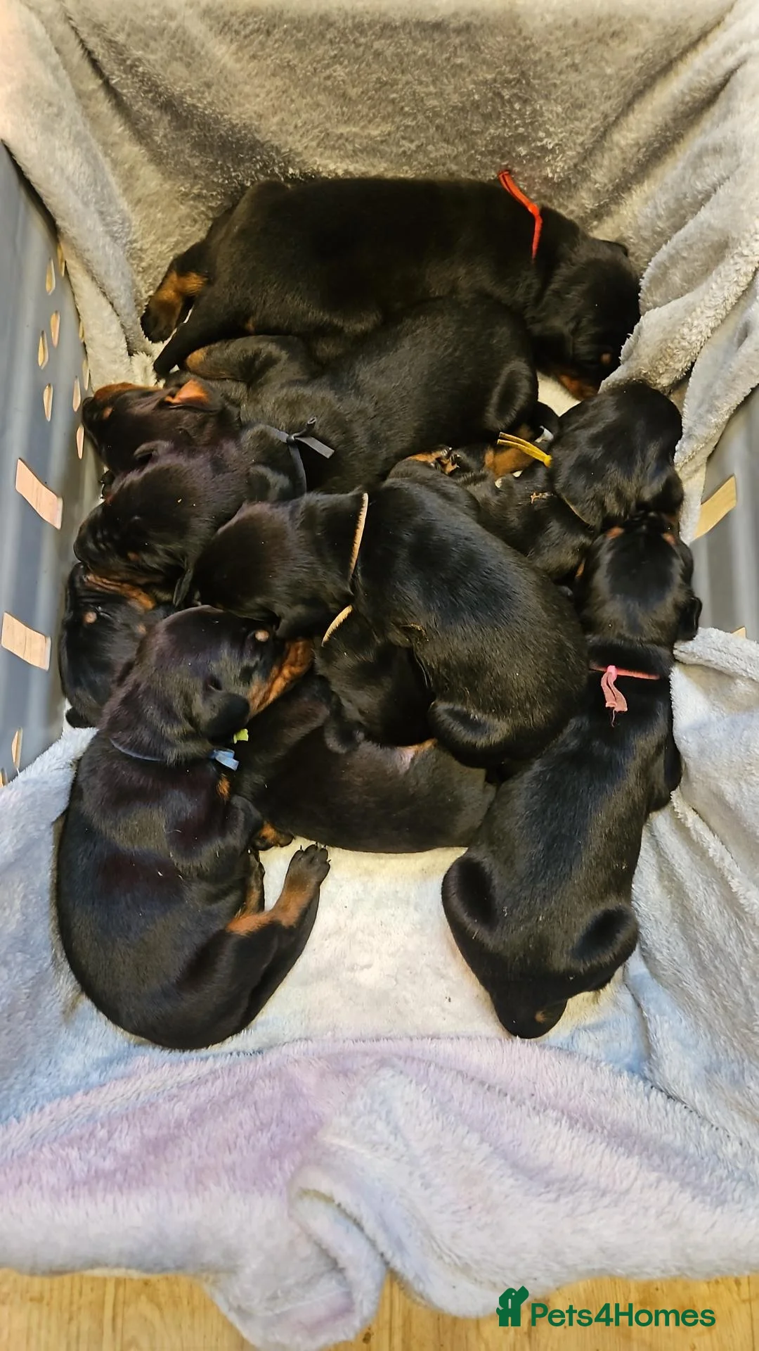 Dobermann dogs for sale: Kc registered Doberman puppies in Rugby - Advert 2