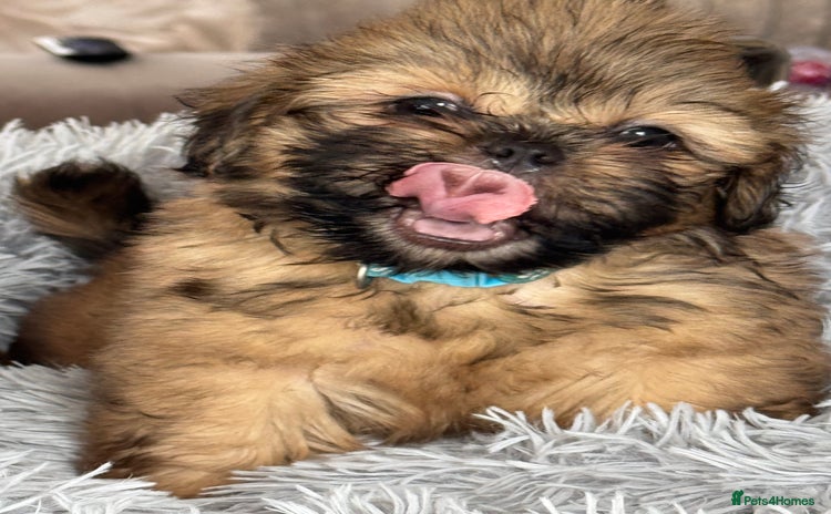 Shih Tzu dogs - Advert 1