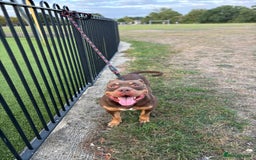 American Bully dogs for sale: ABCK pocket bully - Image 6