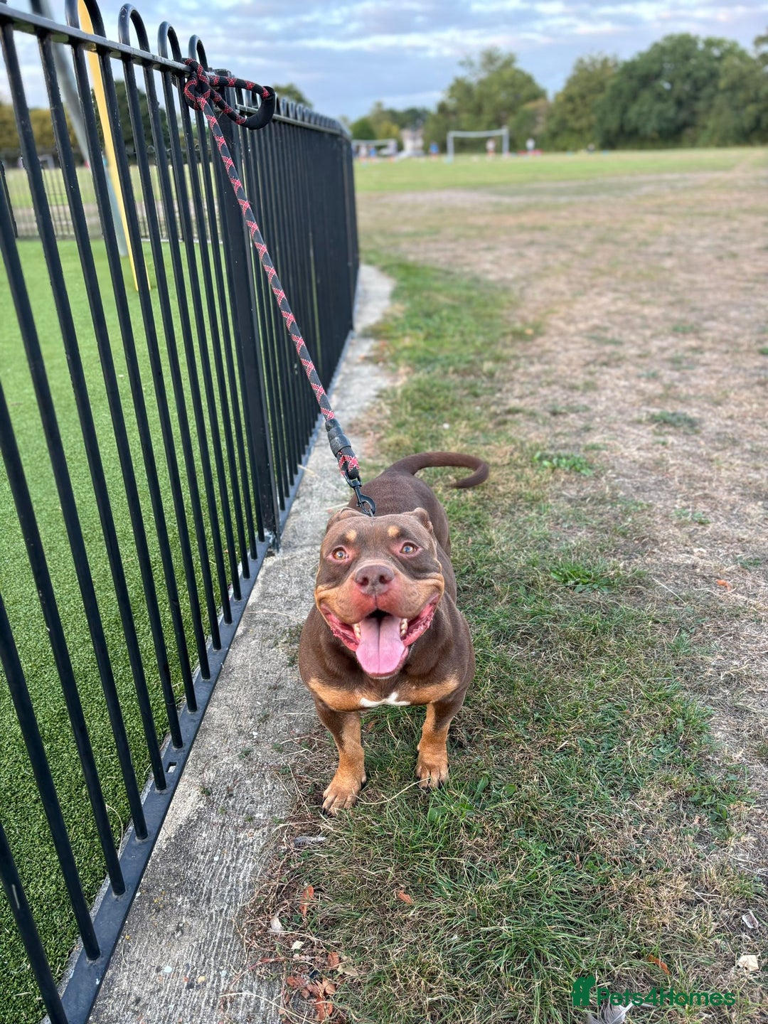 American Bully dogs for sale: ABCK pocket bully - Image 6