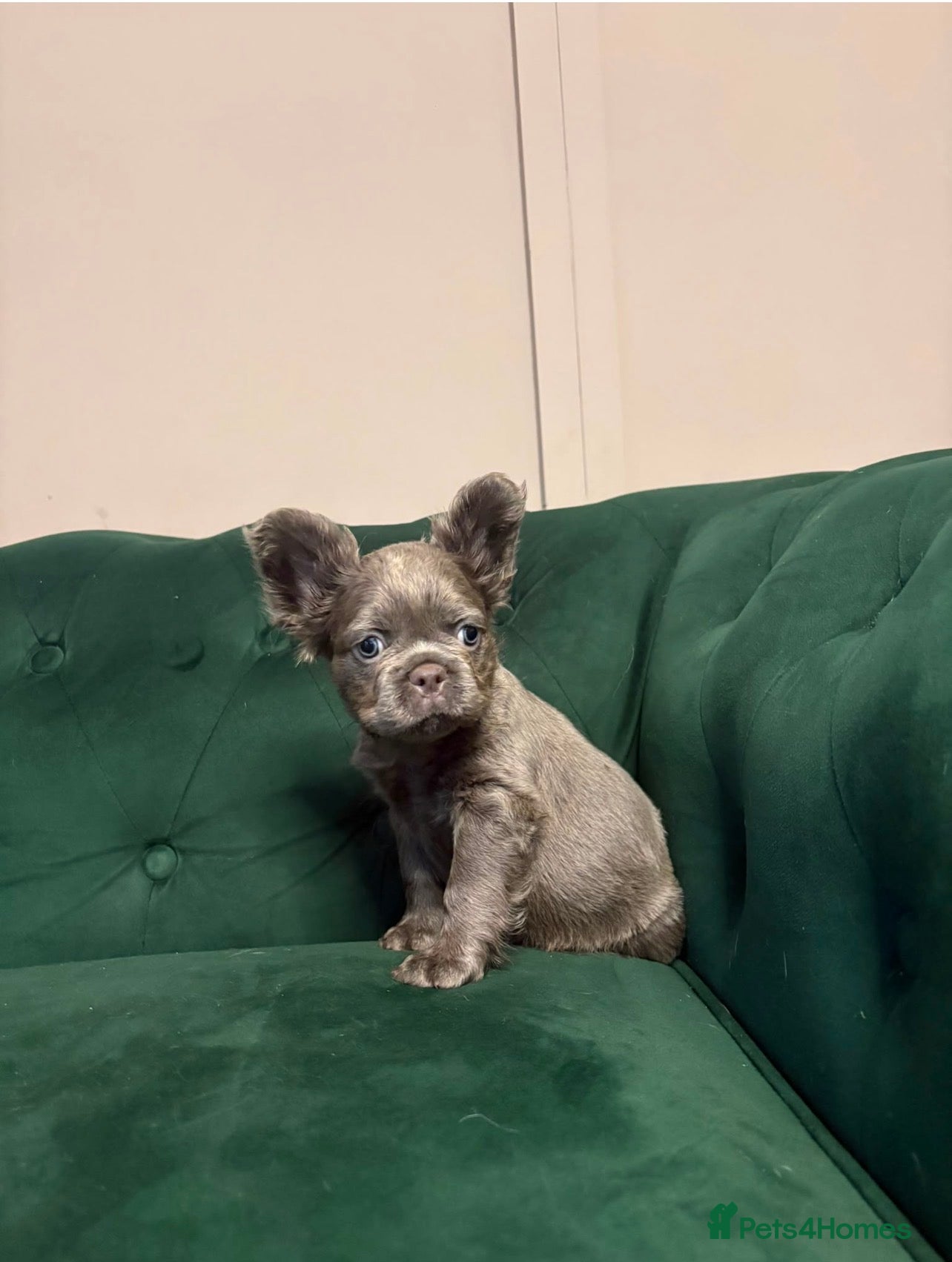 French Bulldog dogs BLUE AND PINK FLOODLES/FULL FLUFFY  FRENCH PUPPIES - Advert 2