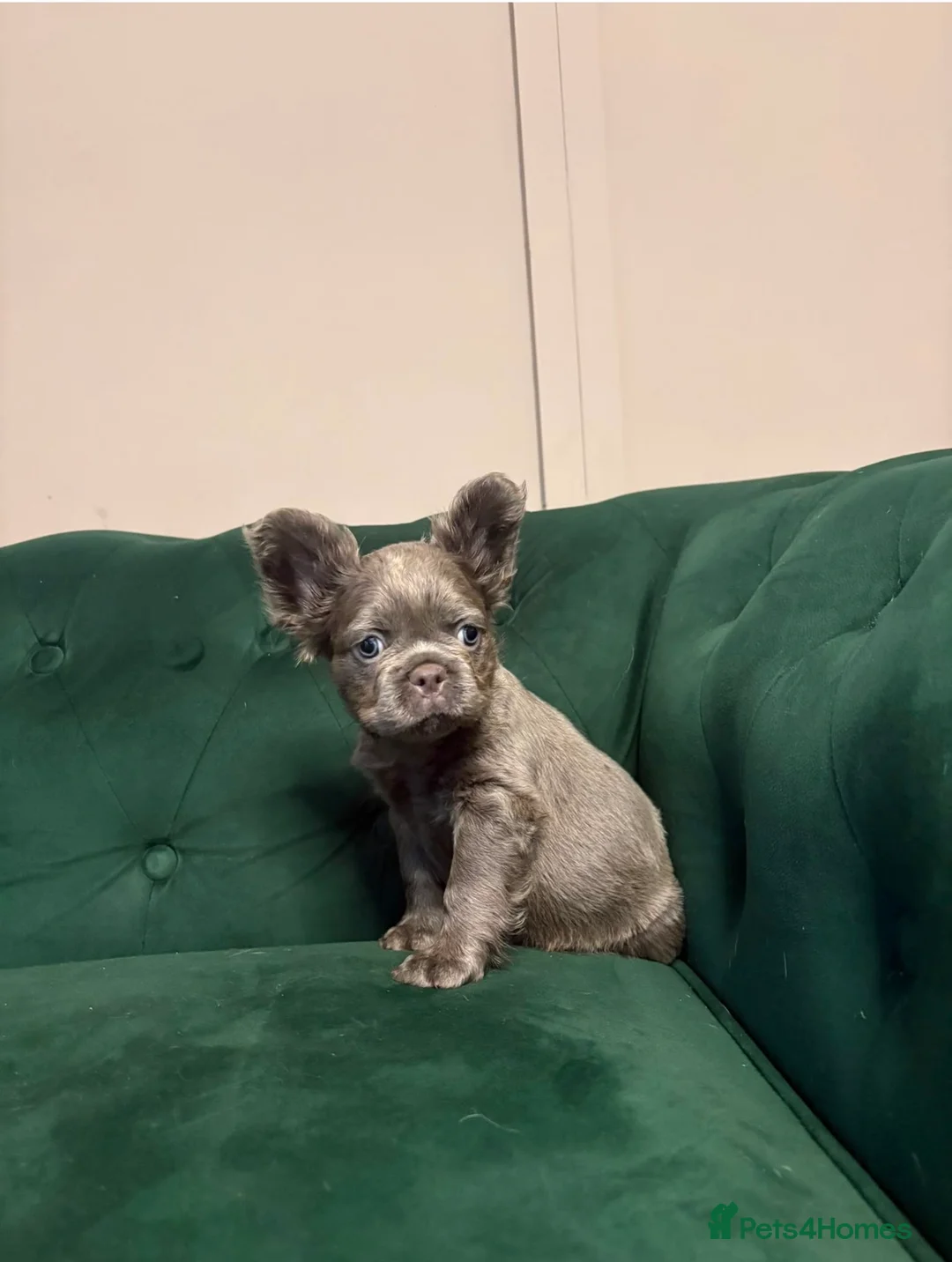 French Bulldog dogs for sale: BLUE AND PINK FLOODLES/FULL FLUFFY  FRENCH PUPPIES - Advert 2