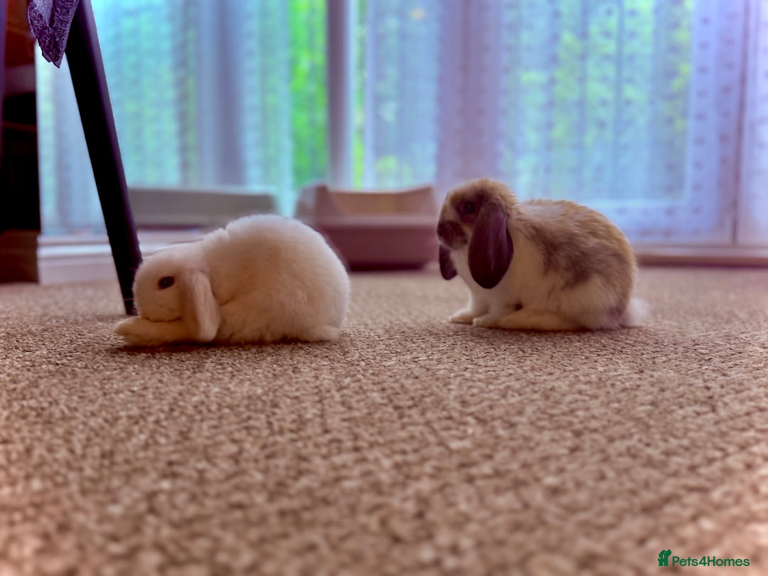 Mini Lop rabbits for sale: Mini lop babies - Image 7