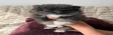 Pomeranian Puppy 2