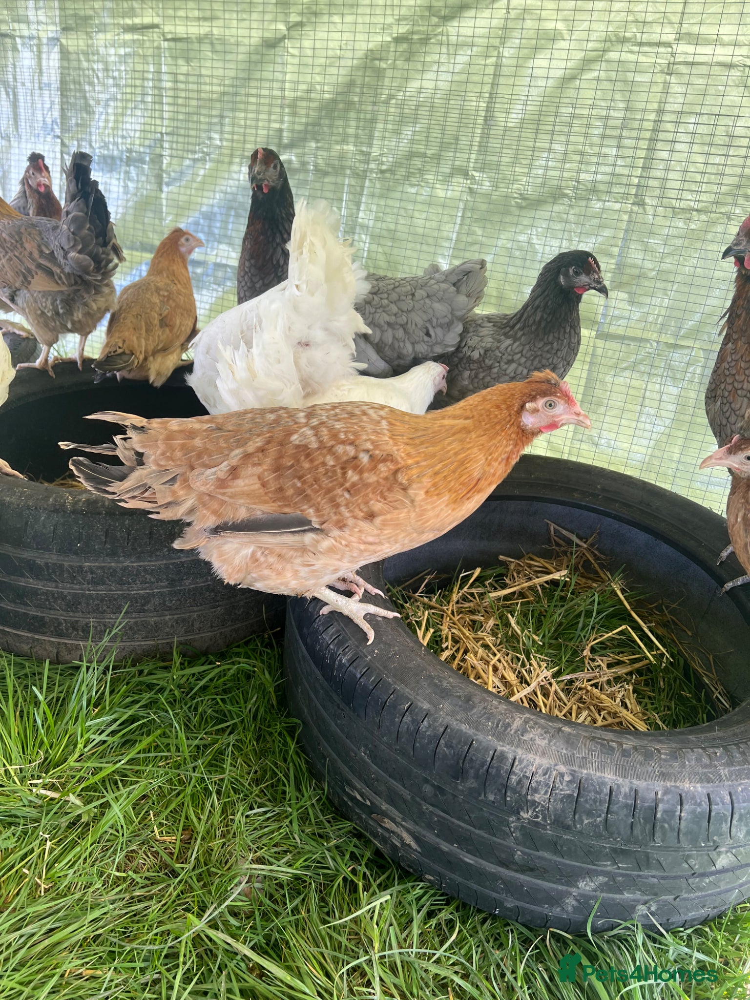 Chickens poultry Hybrid Point of Lay Pullets (Hens) - Advert 2