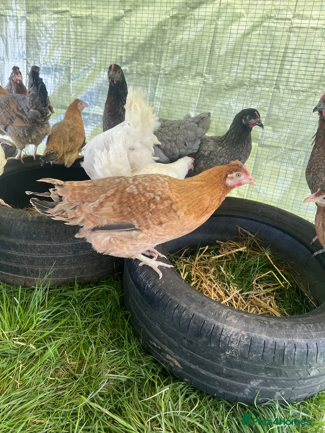Chickens poultry for sale: Hybrid Point of Lay Pullets (Hens) in Wigan - Advert 2
