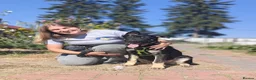 Mixed Breed dogs for adoption: 💙🐶 TOBIK – THE BEST PUPPY I EVER MET - Advert 17