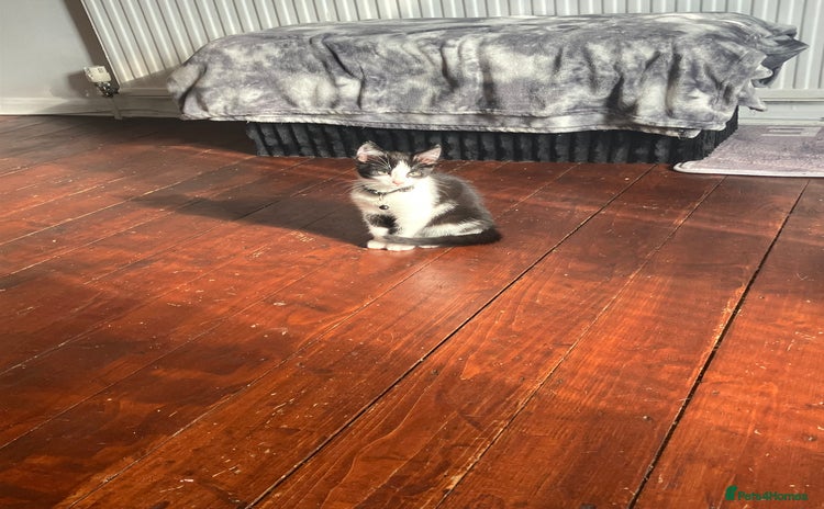 Mixed Breed cats - Advert 12