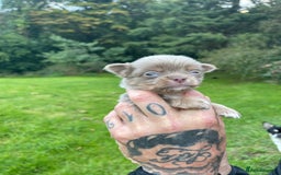 Chihuahua dogs for sale: Stunning KC Chihuahua puppies 🇬🇧 bloodlines - Image 15