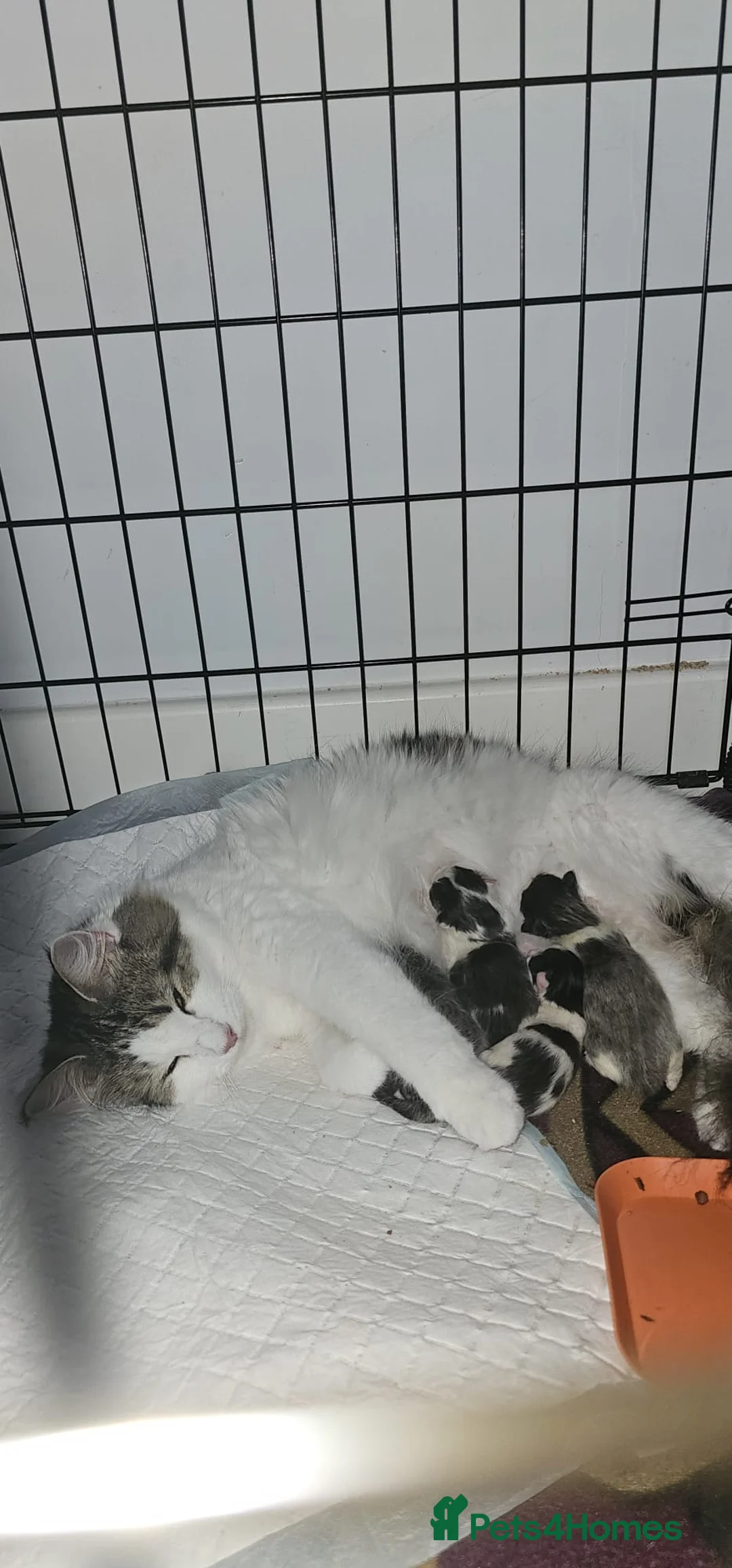 Maine Coon cats for sale: Last Kitten ready now - Advert 3