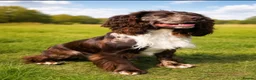 Cockapoo dogs for sale: Chocolate &Blue Merle, Tricolour & black cockapoos in Carlisle - Advert 16