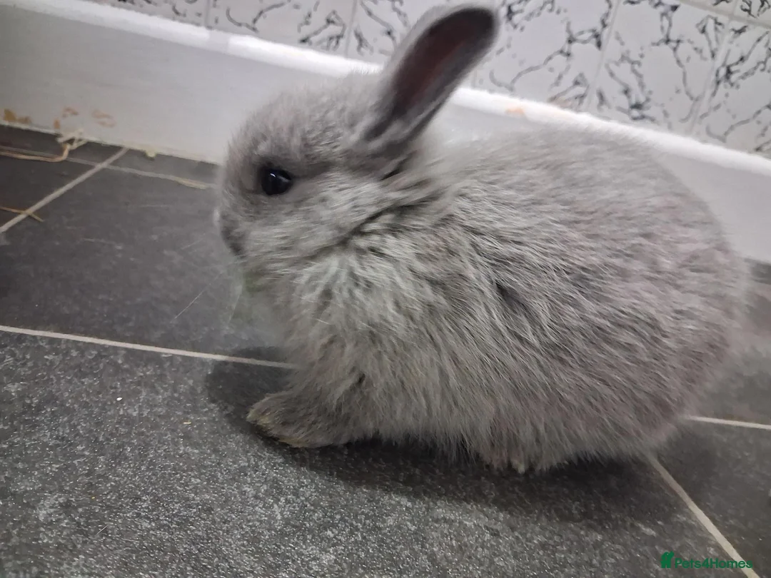 Mixed Breed rabbits for sale: Two male bunnies in Swansea - Advert 1