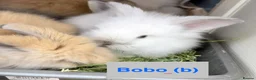 Lionhead rabbits for sale: Double Maned Lionheads Babies - Advert 12