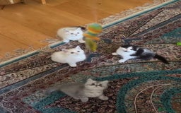 Persian cats for sale: Female Kitten - Image 5