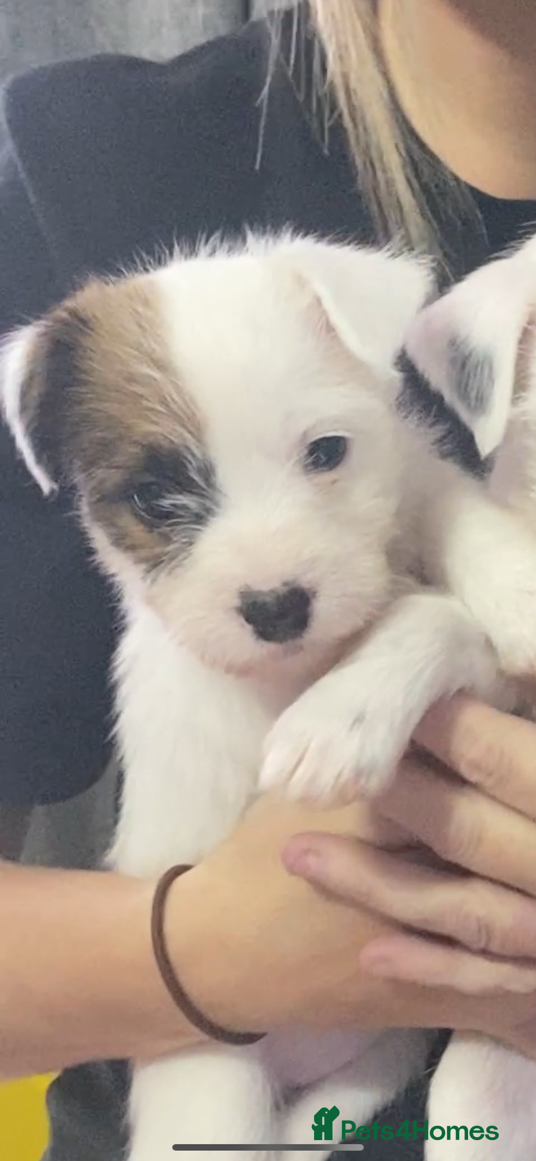 Parson Russell dogs for sale: Kc Champion Bred Parson Pups Crufts winning lines  - Advert 21