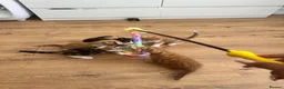 Domestic Shorthair cats for sale: 6 Adorable KittensReady for Their Forever Homes 🐾 - Advert 9