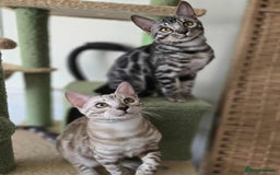 Bengal cats for sale: TICA REG 💕 2 Beautiful bengal boys  - Image 21