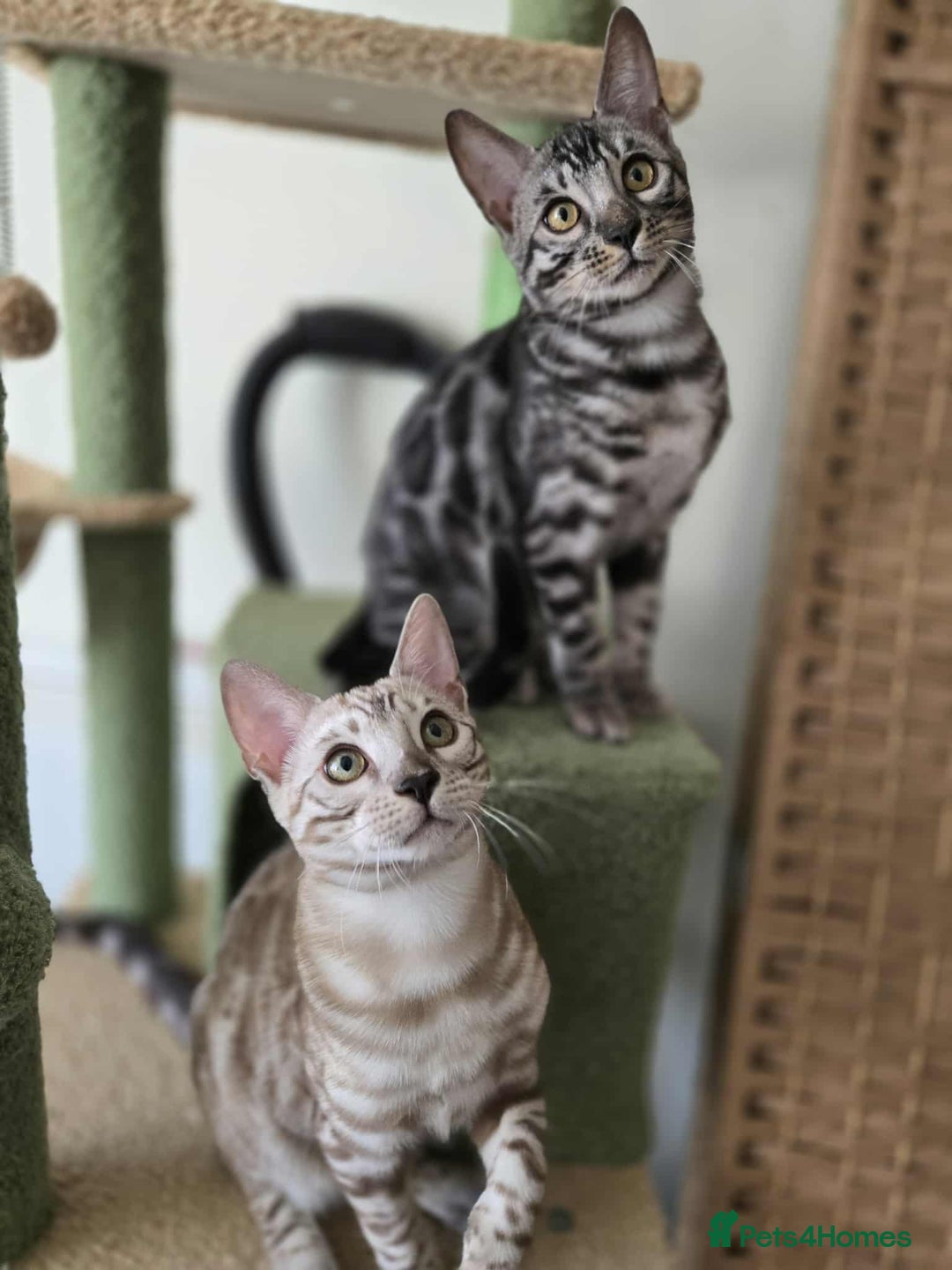 Bengal cats for sale: TICA REG 💕 2 Beautiful bengal boys  - Image 21