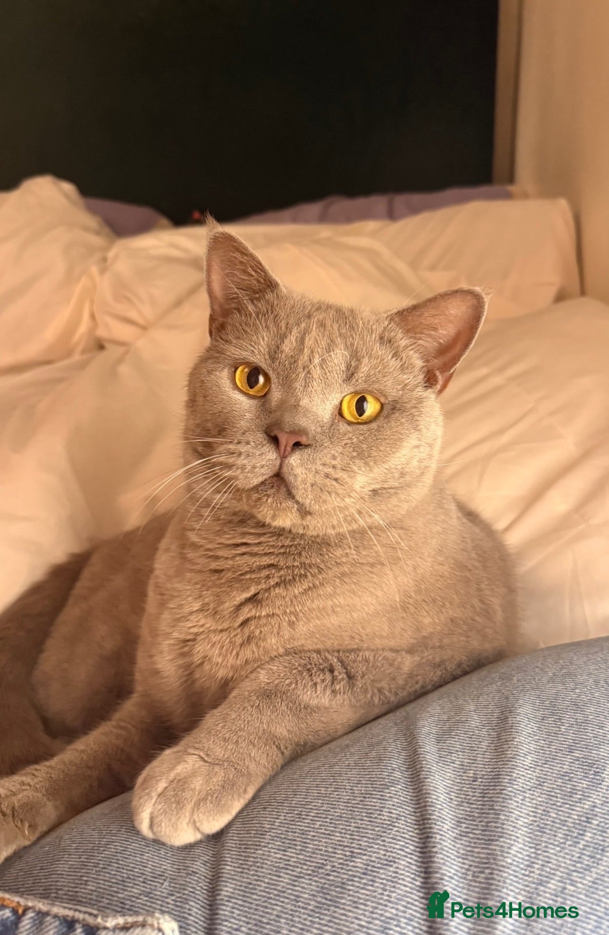 British Shorthair cats Sweet boy needs new home 🩵 - Advert 7