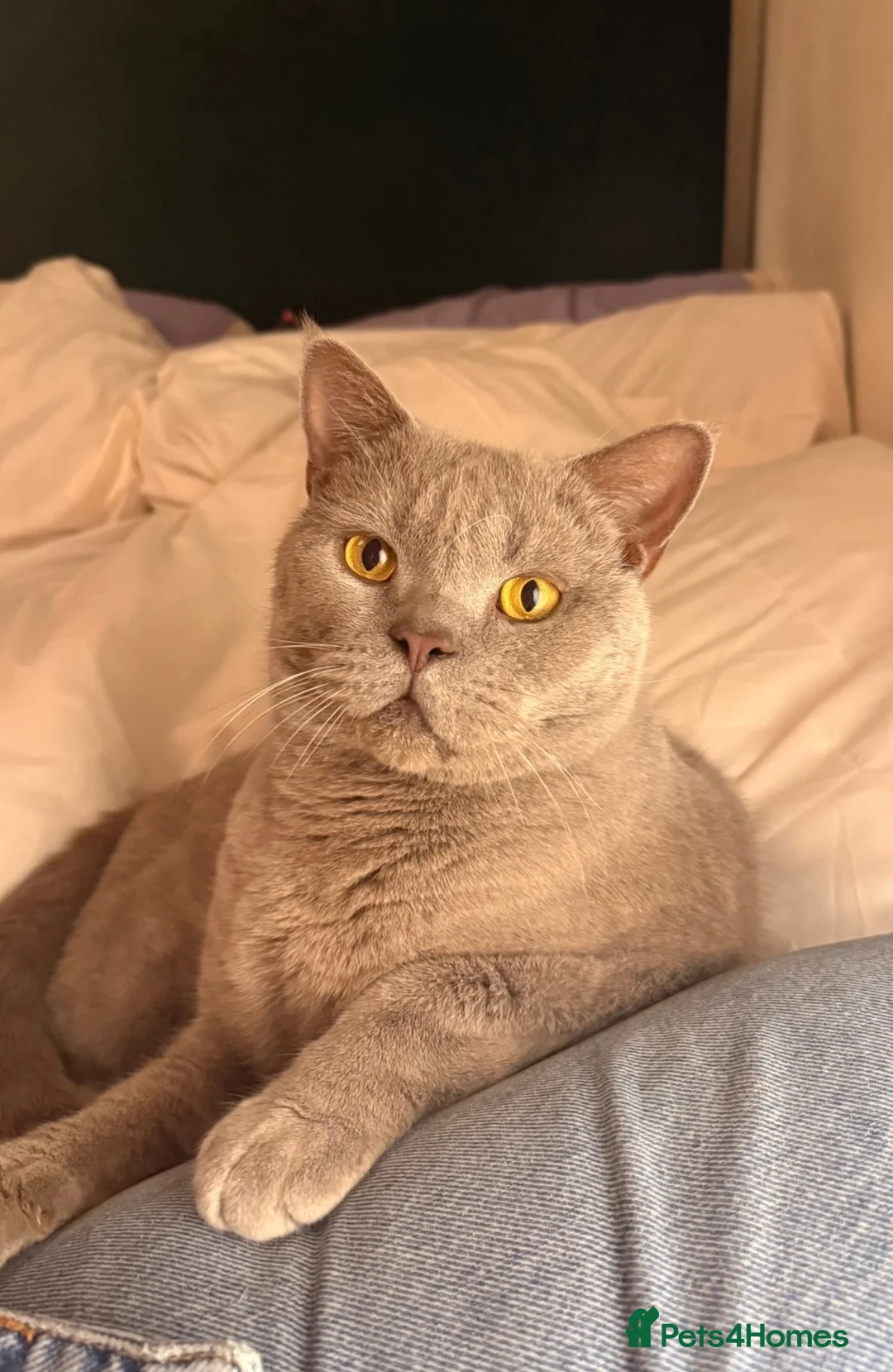 British Shorthair cats for sale: Sweet boy needs new home 🩵 in Abbots Langley - Advert 1