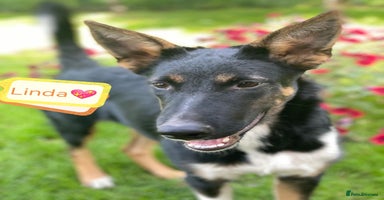 Mixed Breed dogs - Advert 13