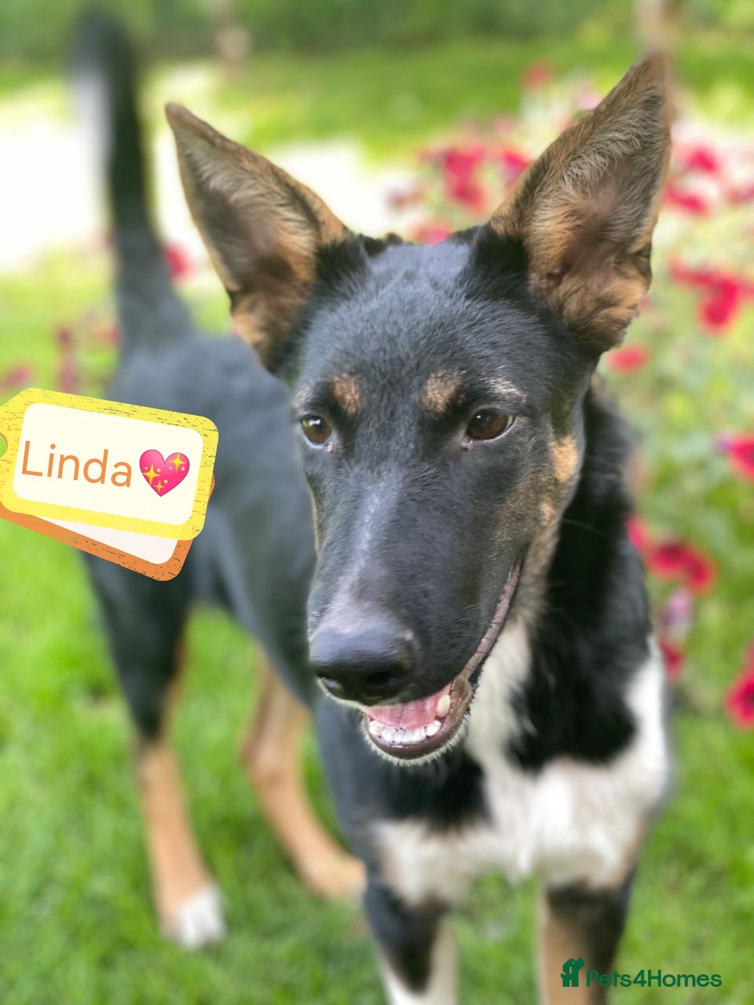 Mixed Breed dogs for adoption: 💖🐶 LINDA 🐶💖 - Image 2