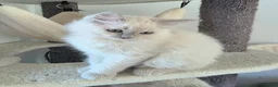 Ragdoll cats for sale: Introducing my litter of Cherubim Ragdolls in Newport-on-Tay - Advert 15